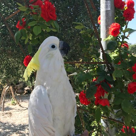 Puntebianche B&B Ceglie Messapica Dış mekan fotoğraf