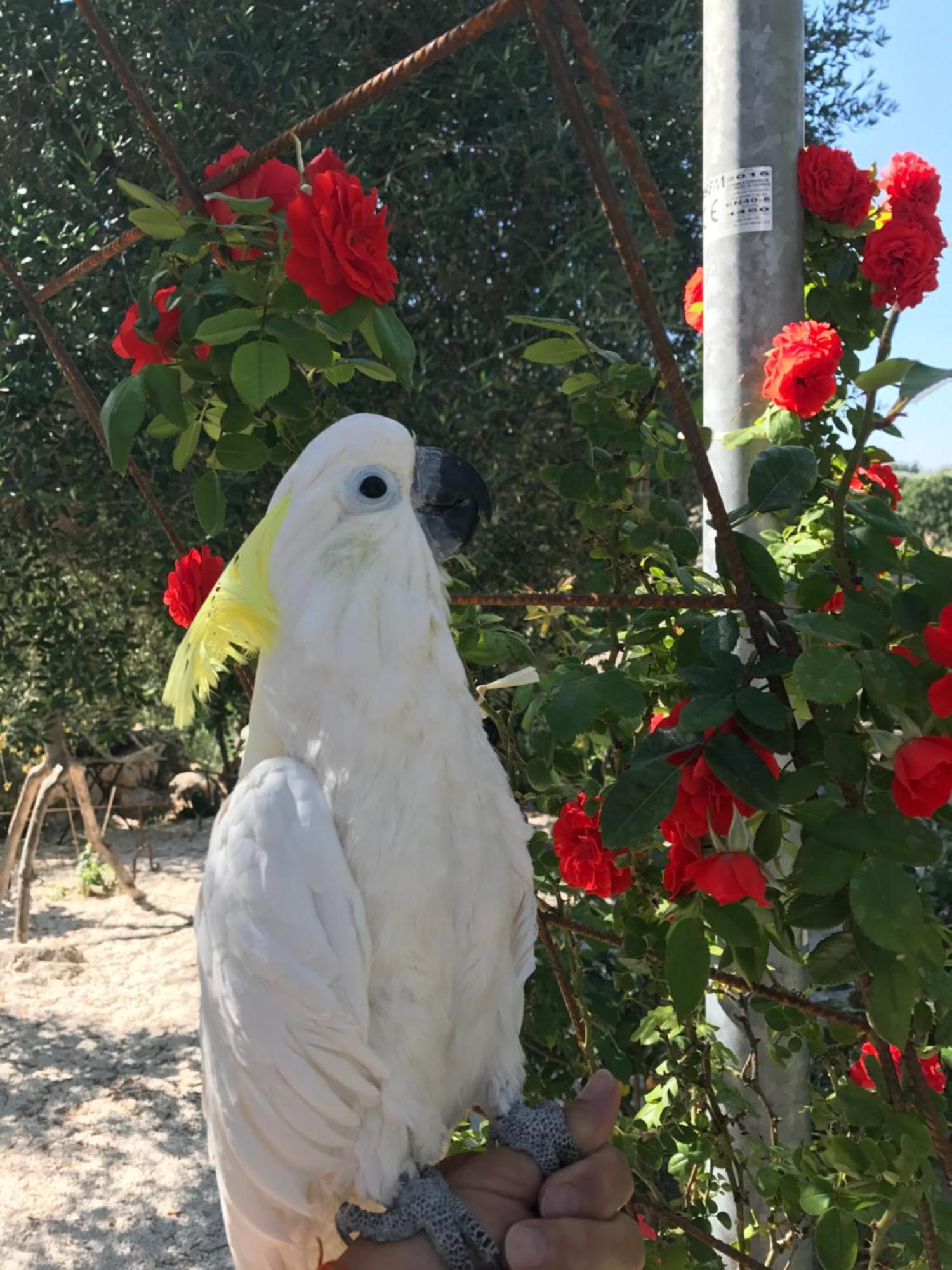 Puntebianche B&B Ceglie Messapica Dış mekan fotoğraf